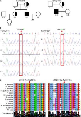 Pathogenic Variants in ACTRT1 Cause Acephalic Spermatozoa Syndrome